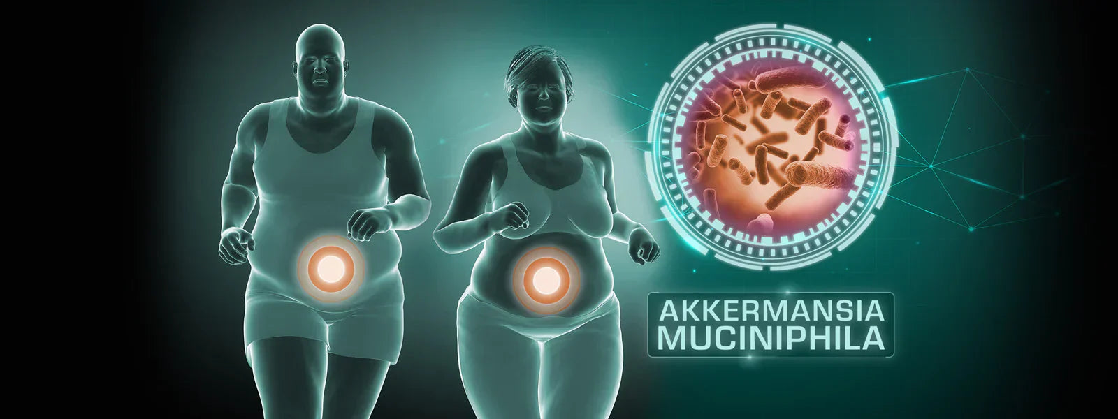 The Role of Akkermansia Muciniphila in Obesity and Weight Control