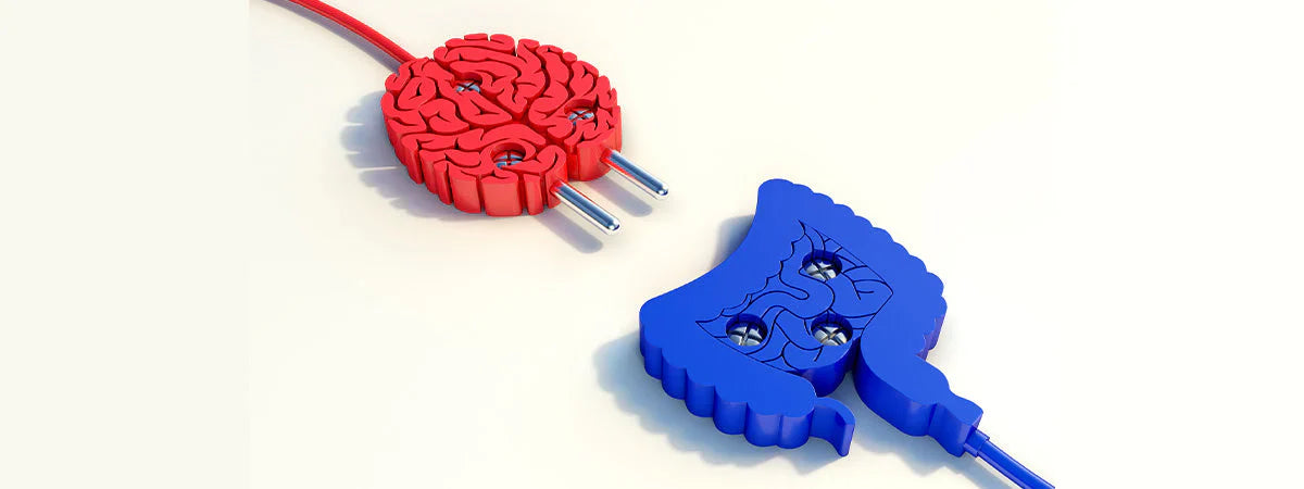 Chemical Messengers Link Gut-Brain connection