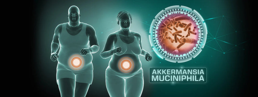 Scientific illustration of Akkermansia muciniphila bacteria in the gut mucus layer with metabolic health indicators